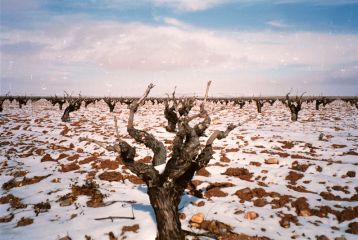 Bodegas José Pariente - Invierno en los viñedos