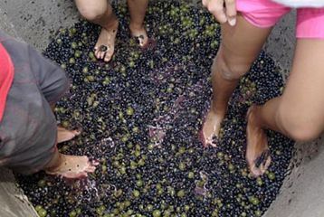 Centro de Interpretación del Vino y la Tonelería Artesana - Curso de viticultura. Pisando la uva