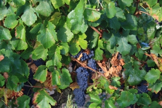 Pinot Noir de un viñedo de Juvé y Camps