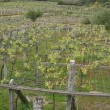 El cambio climático puede ser el boom de la uva tinta en Galicia