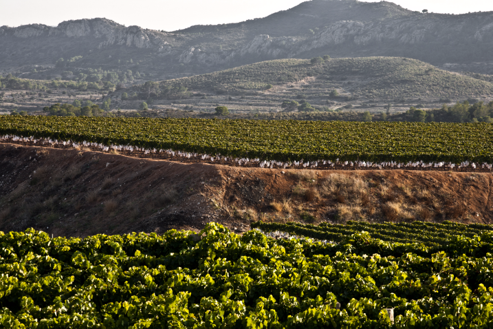 los viñedos del Vinalopó en la ruta del vino en Alicante