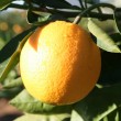 El dulzor de las naranjas