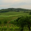 Enoturismo en la Toscana
