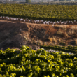 Ruta del vino en Alicante: el Vinalopó